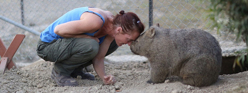 Wombat and woman in enclosure